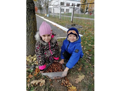 «Собери жёлуди – сохрани лес!»